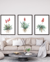 Load image into Gallery viewer, African Aloe Watercolour Print - 3 Piece Set