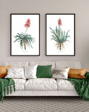 Load image into Gallery viewer, African Aloe Watercolour Print - 2 Piece Set