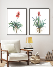 Load image into Gallery viewer, African Aloe Watercolour Print - 2 Piece Set