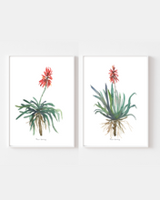 Load image into Gallery viewer, African Aloe Watercolour Print - 2 Piece Set