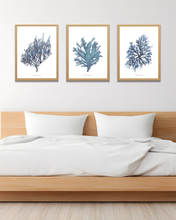 Load image into Gallery viewer, Blue Seaweed Watercolour Print - 3 Piece Set