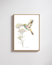 Load image into Gallery viewer, Wild Hummingbird Watercolour Print