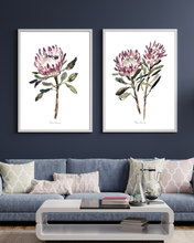 Load image into Gallery viewer, King Protea Watercolour Set - 2 Piece