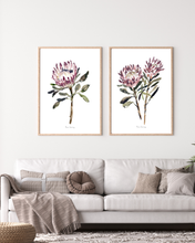 Load image into Gallery viewer, King Protea Watercolour Set - 2 Piece