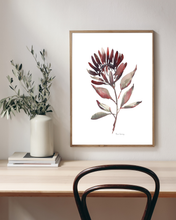Load image into Gallery viewer, Protea Burn Watercolour Print