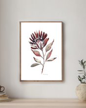 Load image into Gallery viewer, Protea Burn Watercolour Print