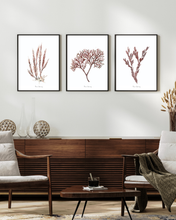Load image into Gallery viewer, Burgandy Corals Watercolour Print - 3 Piece Set