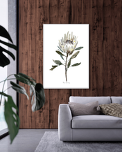 Load image into Gallery viewer, White Protea Watercolour Print