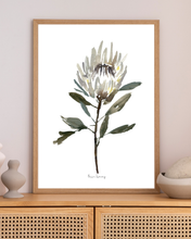 Load image into Gallery viewer, White Protea Watercolour Print