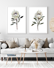 Load image into Gallery viewer, White Protea Watercolour Print - 2 Piece