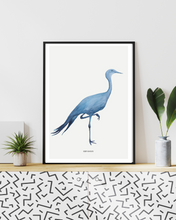 Load image into Gallery viewer, Blue Crane Watercolour Print
