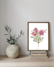 Load image into Gallery viewer, Blushing Bride Fynbos Watercolour Print