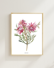 Load image into Gallery viewer, Blushing Bride Fynbos Watercolour Print