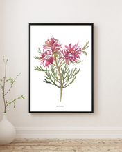 Load image into Gallery viewer, Blushing Bride Fynbos Watercolour Print