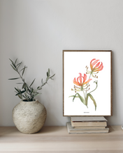 Load image into Gallery viewer, Flame Lily Watercolour Print