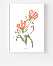 Load image into Gallery viewer, Flame Lily Watercolour Print
