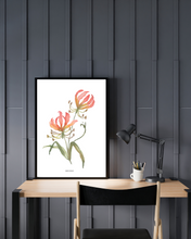 Load image into Gallery viewer, Flame Lily Watercolour Print