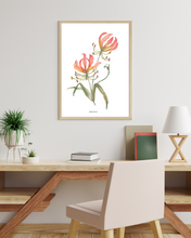 Load image into Gallery viewer, Flame Lily Watercolour Print