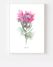 Load image into Gallery viewer, Protea Emerging Watercolour Print