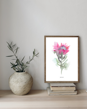 Load image into Gallery viewer, Protea Emerging Watercolour Print