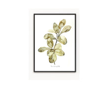 Load image into Gallery viewer, Ficus Watercolour Plants 3-Piece Set