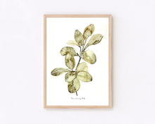 Load image into Gallery viewer, Ficus Audrey Watercolour Painting Print