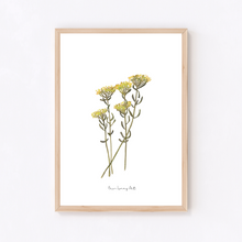 Load image into Gallery viewer, Helichrysum Watercolour Print