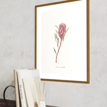 Load image into Gallery viewer, Red Ice Protea Watercolour Print