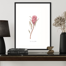 Load image into Gallery viewer, Red Ice Protea Watercolour Print