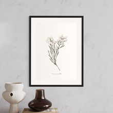 Load image into Gallery viewer, Silver Brunia Watercolour Print
