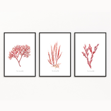 Load image into Gallery viewer, Gerrikes Treasure Watercolour Print - 3 Piece Set