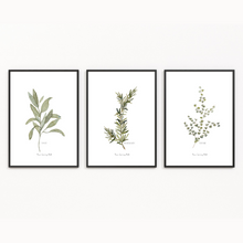 Load image into Gallery viewer, Herb Collection Watercolour Prints - 3 Piece Set