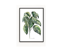 Load image into Gallery viewer, Ficus Watercolour Plants 3-Piece Set
