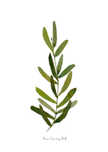 Load image into Gallery viewer, Single Olive Leaf Watercolour Print