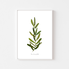 Load image into Gallery viewer, Single Olive Leaf Watercolour Print