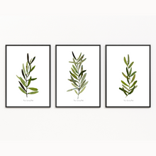 Load image into Gallery viewer, Olive Leaves Watercolour Print 3-Piece Set