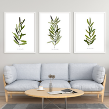 Load image into Gallery viewer, Olive Leaves Watercolour Print 3-Piece Set