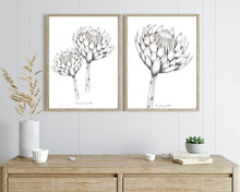 Load image into Gallery viewer, Protea Drawing Combo-2 Piece Set
