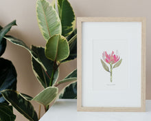 Load image into Gallery viewer, Pink Protea Floral Watercolour Print