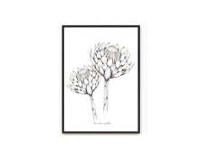 Load image into Gallery viewer, Hand Drawn Proteas in Pencil and Ink Print