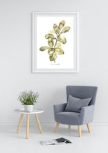 Load image into Gallery viewer, Ficus Audrey Watercolour Painting Print