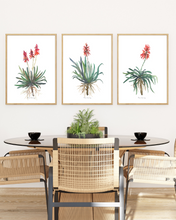 Load image into Gallery viewer, African Aloe Watercolour Print - 3 Piece Set
