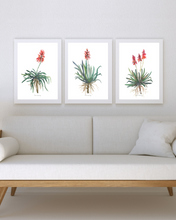 Load image into Gallery viewer, African Aloe Watercolour Print - 3 Piece Set
