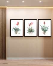 Load image into Gallery viewer, African Aloe Watercolour Print - 3 Piece Set
