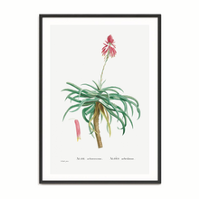 Load image into Gallery viewer, Aloe Candelabra Vintage Print
