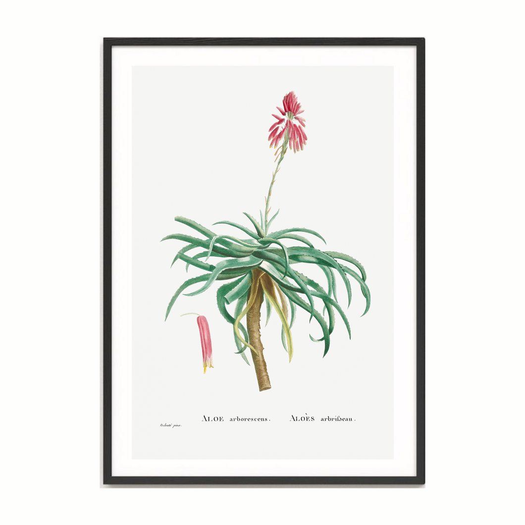 Aloe Candelabra Vintage Print