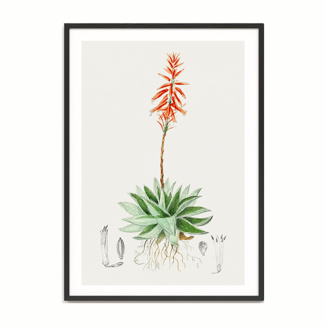 Aloe Perfoliata Vintage Print