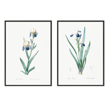 Load image into Gallery viewer, Elder and Tall Bearded Iris Vintage Print - 2 Piece Set
