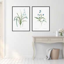 Load image into Gallery viewer, Blueberry Lily and Spiderwort Vintage Print - 2 Piece Set
