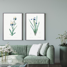 Load image into Gallery viewer, Elder and Tall Bearded Iris Vintage Print - 2 Piece Set
